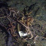 Dead Sea Cucumbers & Worms on the Gulf of Mexico Floor